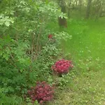 Owocowy * Samotwór