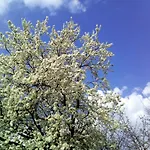 Owocowy * Samotwór