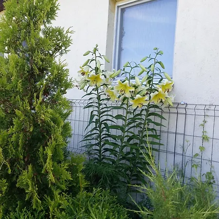Owocowy Tatil Evi Samotwór