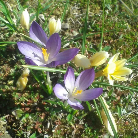 Casa vacanze Owocowy